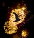 Fireworks show with silhouette of a flying bird - London