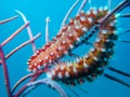 Fireworm (Hermodice carunculata) on the wreck of the Prince Albert in the Carribbean Sea, Roatan, Bay Islands Royalty Free Stock Photo