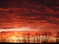 Firey yellow and orange sunset clouds over winter hilltop tree line Royalty Free Stock Photo