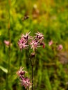 Firlette torn Lychnis flos-cuculi Royalty Free Stock Photo