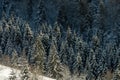 Firry forest in winter on the mountain Royalty Free Stock Photo