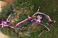 Firry wreath with Czech national ribbons.