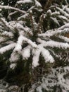 Firs are covered with snow Royalty Free Stock Photo