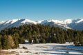 Firs forest and pyrenees mountains Royalty Free Stock Photo