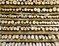 Firs logs piled up Royalty Free Stock Photo
