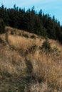 Firs near yellow lawn with barley on hill