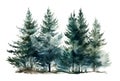 Firs or pine trees for winter Christmas design. Watercolor illustration of coniferous forest, spruce. Winter nature Royalty Free Stock Photo