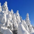 Firs under snow Royalty Free Stock Photo