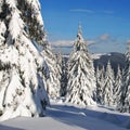Firs under snow Royalty Free Stock Photo