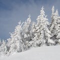 Firs under snow Royalty Free Stock Photo