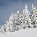 Firs under snow