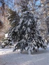 Firs under snow Royalty Free Stock Photo