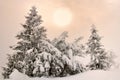 Firs under snow Royalty Free Stock Photo