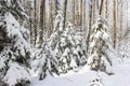 Firs under snow. Royalty Free Stock Photo