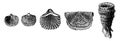 The first animals. Fossil shells of brachiopods of the Silurian period, vintage engraving