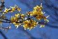 The first April flowers against the blue sky