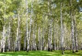 First autumn colors in birch grove