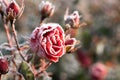 First autumn frost. Bush with burgundy blooming rose, covered with white frost. Onset of winter, nature falls asleep