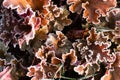 First autumn frost. Partially blurred branch of Heuchera bush, covered with white frost. Morning. Defocused background