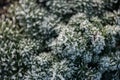The first autumn frosts in the garden. Plants are frozen with morning frost Royalty Free Stock Photo