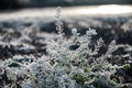 The first autumn frosts in the garden. Plants are frozen with morning frost Royalty Free Stock Photo