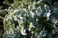 The first autumn frosts in the garden. Plants are frozen with morning frost Royalty Free Stock Photo