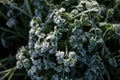 The first autumn frosts in the garden. Plants are frozen with morning frost Royalty Free Stock Photo