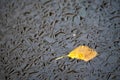 First autumn ice with frozen orange leave