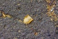 The first autumn leaf fell on the asphalt. A single yellow leaf on the ground. Royalty Free Stock Photo