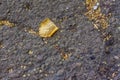 The first autumn leaf fell on the asphalt. A single yellow leaf on the ground. Royalty Free Stock Photo