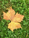 first autumn leaf on green grass. Yellow leaf with raindrops in early autumn Royalty Free Stock Photo