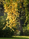 first autumn leaves at a birch in the park