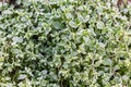 The first morning frost. The green plant, stellaria media , is covered with ice dew crystals. Royalty Free Stock Photo
