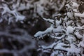 The first autumn snow fel. Royalty Free Stock Photo