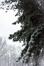 The first autumn snow fell, tree branches. Royalty Free Stock Photo