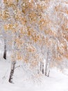 First Autumn Snow: Vertical Landscape With Russian Birches. Altai Mountains, Western Siberia, Russia. Foliage Under The Snow, Bord Royalty Free Stock Photo