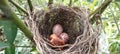 The first baby of finches hatch in a nest Royalty Free Stock Photo