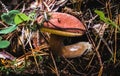 The first bay bolete in autumn - mushroom