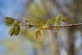 The first beautiful signs of spring - little buds and leaves