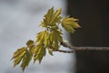 The first beautiful signs of spring - little buds and leaves