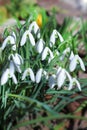 First beautiful snowdrops in spring. First spring flowers, snowdrops in garden, sunlight Royalty Free Stock Photo