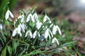 First beautiful snowdrops in spring. First spring flowers, snowdrops in garden, sunlight Royalty Free Stock Photo