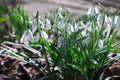 First beautiful snowdrops in spring. First spring flowers, snowdrops in garden, sunlight Royalty Free Stock Photo