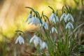 First beautiful snowdrops in spring forest Royalty Free Stock Photo