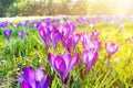 A First beautiful spring flowers in the park