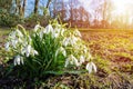 A First beautiful spring flowers in the park