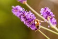 First bee at work in lavender Royalty Free Stock Photo