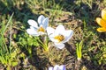 The first bees at the end of winter or at the beginning of spring Royalty Free Stock Photo