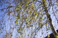 The first birch leaves sprang from the buds