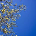 The first birch leaves sprang from the buds